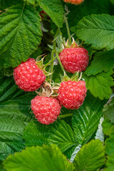 Autumn or summer landscape. Ripe red raspberries on a Bush on a background of green foliage, closeup