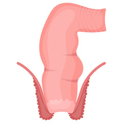 Human Rectum Concept, large intestine Vector color Icon Design, Organ System Symbol, Human Anatomy Sign, Human Body Parts Stock illustration