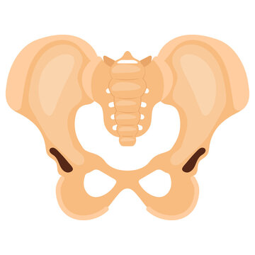 Human Pelvis and Hip Bone Joint Concept, acetabulum Vector color Icon Design, Organ System Symbol, Human Anatomy Sign, Human Body Parts Stock illustration
