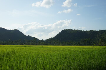 Fototapeta premium green grassland In nature that consists of trees, mountains and sky.