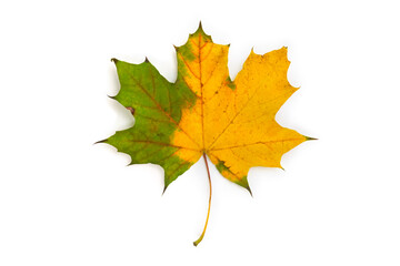 Naklejka na ściany i meble Autumnal yellow green maple leaf on a white background