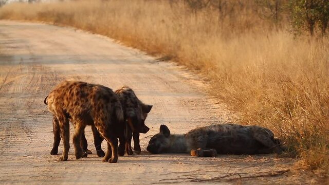 Young Spotted hyaenas playing with cub in Kruger National park, South Africa ; Specie Crocuta crocuta family of Hyaenidae