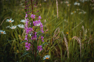 Obraz premium flowers in the meadow