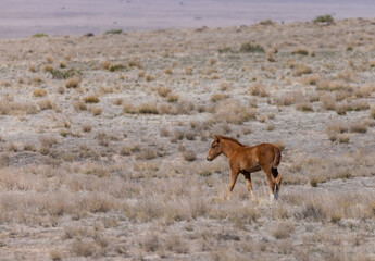 Cute Wild Horse Foal in the Utah Desert