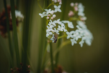 forget me not flowers