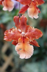 orange flower in the garden