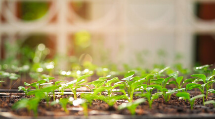 Close-up growing vegetables, green Salad plants  seedling growing in cultivation tray. Vegetable plantation in house. Selective close-up of growing seed. 