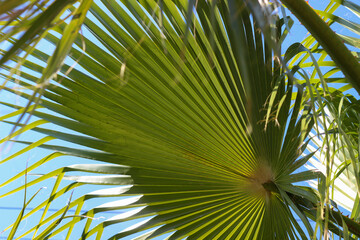 Close up view of palm leaves from the below with blue sky in the background. Selective focus.