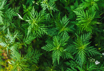 Background, texture of green blooming ragweed, a summer plant in the garden with patterned leaves. Allergic overgrowth.