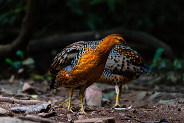 Ferruginous Partridge,two spikes on each side of the Kaeng Krachan forest of Thailand.