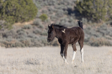 Cute Wild Horse Foal in the Utah Desert