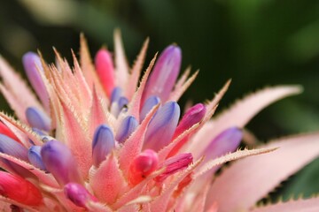 Cheerful and colorful rare flower in full bloom while growing in the garden.