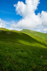 Mountain landscape. Green grass, blue mountains, flowers and needles. Montenegrin ridge in Ukraine in July. Hike in the Carpathian Mountains.