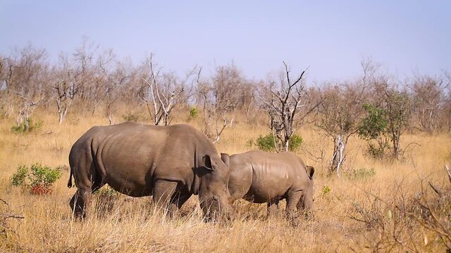 Three Southern white rhinoceros family grazing in savannah in Kruger National park, South Africa ; Specie Ceratotherium simum simum family of Rhinocerotidae