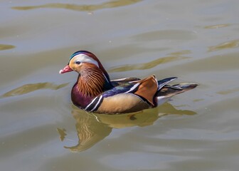 A pretty and distinctive little waterbird, the mandarin duck was introduced from the Far East