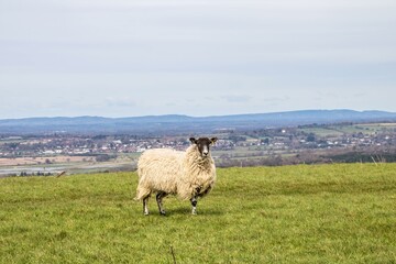 sheep standing on the hill with a beautiful landscape scene in the background