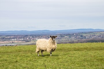 Obraz premium sheep standing on the hill with a beautiful landscape scene in the background