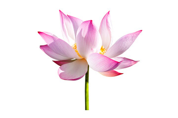 Pink Lotus, Lotus flower isolated on white background. File contains with clipping path so easy to work.