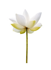 White Lotus, Lotus flower isolated on white background. File contains with clipping path so easy to...