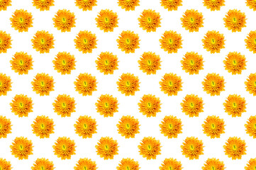 Pattern image of Chrysanthemum flower on white background.