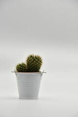 Photos of some cactus in a white background. 
