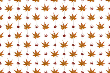 Pattern image of Maple Leaf on white background.