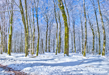 A Winter road on the Swedish woods