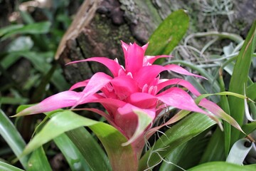 Hot pink bromeliad plant flower blossoming in full bloom in the flower garden.