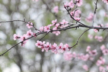 Fototapeta na wymiar pink cherry blossoms.