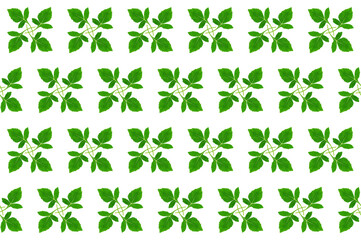 Pattern image of leaves on white background.