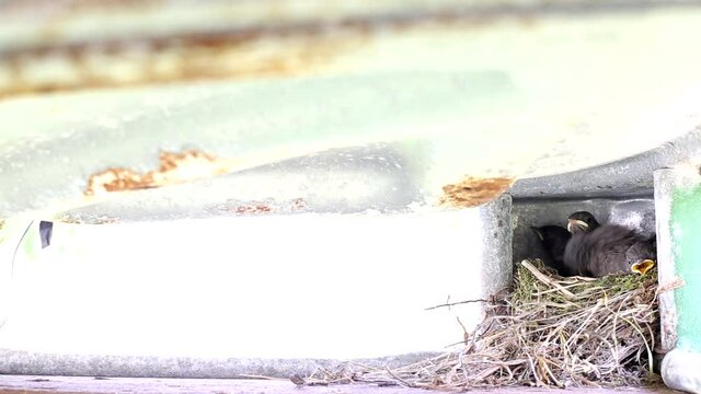 A beautiful little starling bird flies to the nest and feeds them. Little chicks with yellow mouths in the nest, background, copy space for text