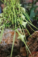 Obraz premium Green orchid flowers 