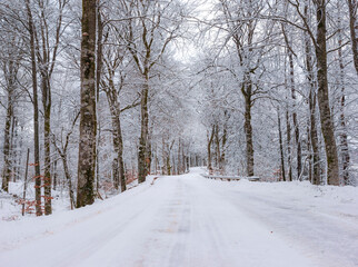 A Winter road on the Swedish woods, Getaryggarna, Värnamo