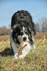 Border collie is begging on the meadow.  He is really good boy in sunset light