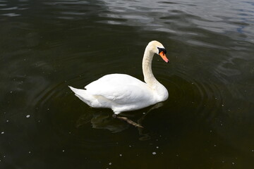 lonely swan in the lake in summer