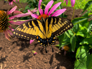 swallowtail butterfly on pink coneflower on a summer day