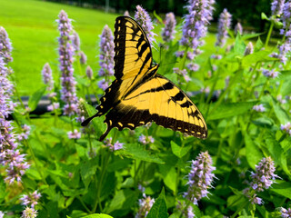 swallowtail butterfly on catmint purple flowers
