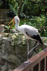 exotic birds from Malaysia