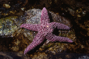 An Ochre Starfish, Pisaster ochraceus, in a tide pool.