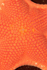 Detail of a pattern on a starfish
