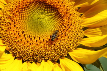 Biene sitzt auf einer Sonnenblume im Sonnenschein