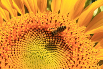 Biene sitzt auf einer Sonnenblume im Sonnenschein