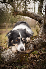 Border collie is lying on the tree. Autumn photoshooting in park.