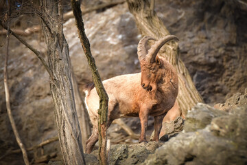 Asian mountain goat on the rock in the zoo habitat.