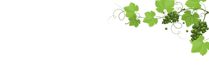 Wine grapes and leaves on branch isolated on white background