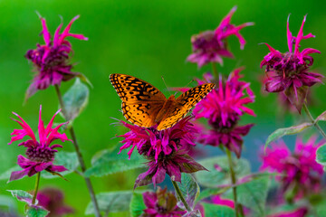 Butterfly and Flowers, Nixon Park, York, Pennsylvania