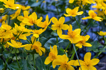 A bunch of yellow flowers in the nature