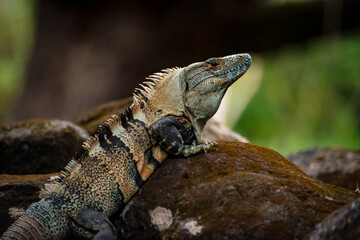 iguana on a rock