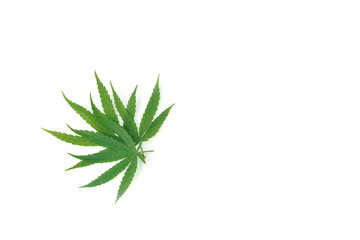 Cannabis, marijuana, hemp leaf, on isolated white background. Additive natural plant has cbd, thc, cannabinoids for medical. Ganja weed herbal growing for drug, smoke legal and illegal. Cut out, empty