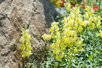 yellow flowers or Antirrhinum commonly known at dragon flowers or snapdragons in a garden bed with granite boulders